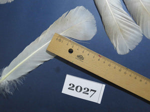 28 Pcs Natural Turkey Tail Feathers, Fly Tying Materials,Turkey Feathers. (2027)