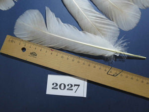 28 Pcs Natural Turkey Tail Feathers, Fly Tying Materials,Turkey Feathers. (2027)