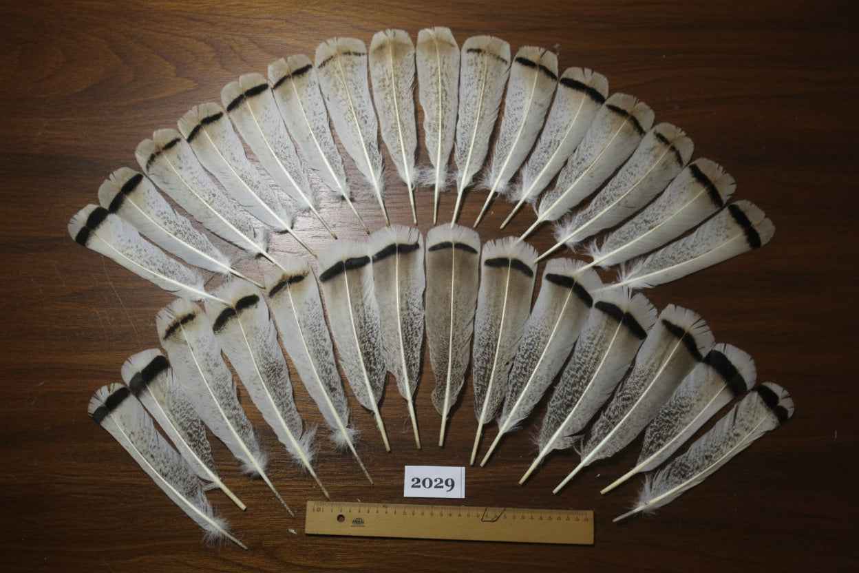 30 Pcs Natural Turkey Tail Feathers, Fly Tying Materials,Turkey Feathers. (2029)