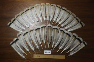 30 Pcs Natural Turkey Tail Feathers, Fly Tying Materials,Turkey Feathers. (2029)