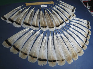30 Pcs Natural Turkey Tail Feathers, Fly Tying Materials,Turkey Feathers. (2029)