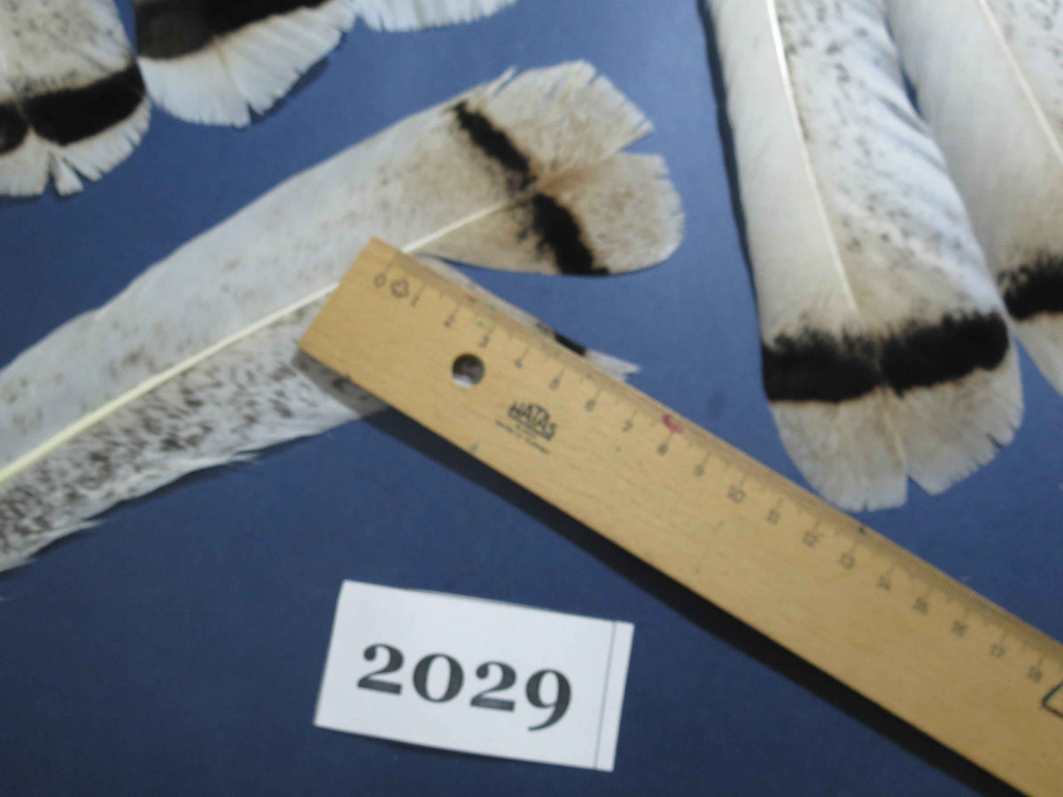 30 Pcs Natural Turkey Tail Feathers, Fly Tying Materials,Turkey Feathers. (2029)