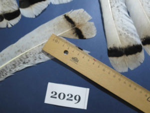 30 Pcs Natural Turkey Tail Feathers, Fly Tying Materials,Turkey Feathers. (2029)