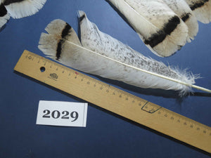 30 Pcs Natural Turkey Tail Feathers, Fly Tying Materials,Turkey Feathers. (2029)