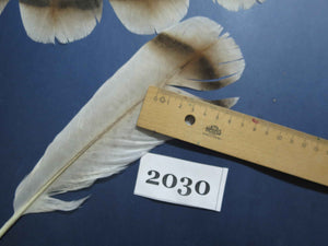 18 Pcs Turkey Tail Feathers, Fly Tying Material,Craft Feathers,Natural Turkey Feathers (2030)