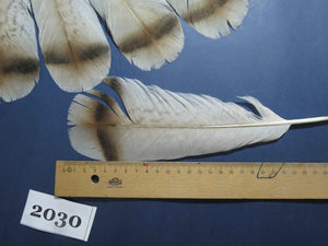 18 Pcs Turkey Tail Feathers, Fly Tying Material,Craft Feathers,Natural Turkey Feathers (2030)