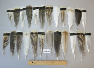 24 Pcs Natural Turkey Tail Feathers, Fly Tying Materials, Genuine Feathers (MIX-36)