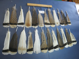 24 Pcs Natural Turkey Tail Feathers, Fly Tying Materials, Genuine Feathers (MIX-36)