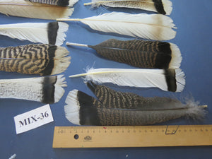 24 Pcs Natural Turkey Tail Feathers, Fly Tying Materials, Genuine Feathers (MIX-36)