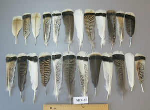 24 Pcs Natural Turkey Tail Feathers, Fly Tying Materials, Genuine Feathers (MIX-37)