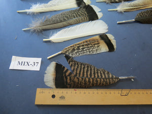 24 Pcs Natural Turkey Tail Feathers, Fly Tying Materials, Genuine Feathers (MIX-37)