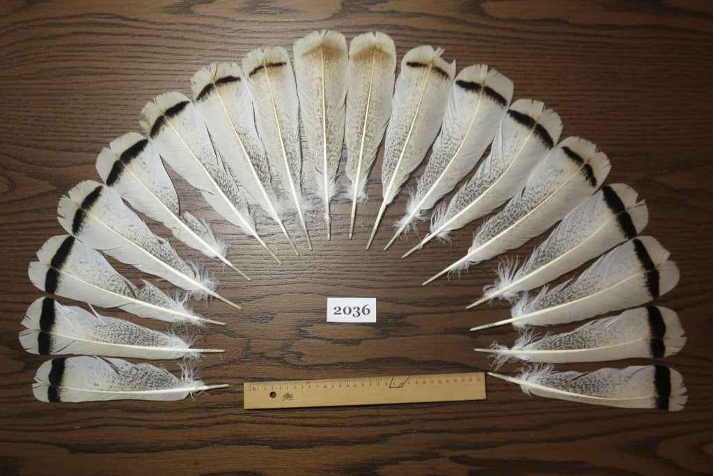 18 Pcs Turkey Tail Feathers, Fly Tying Material,Craft Feathers,Natural Turkey Feathers (2036)