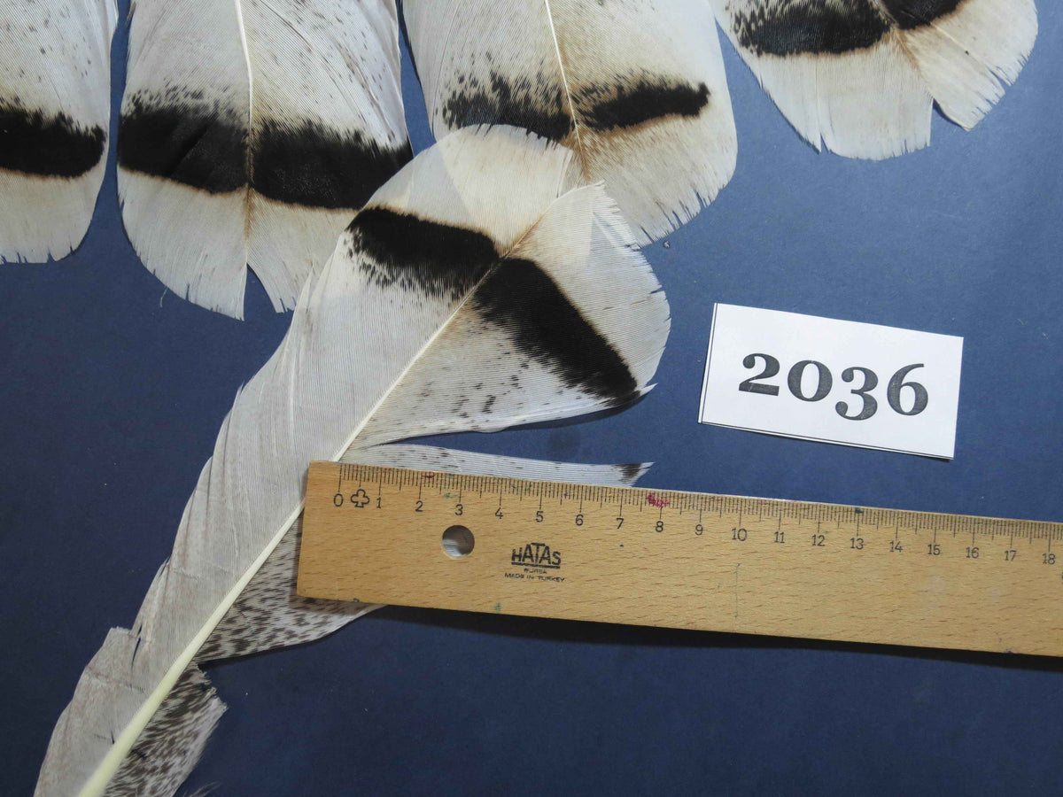 18 Pcs Turkey Tail Feathers, Fly Tying Material,Craft Feathers,Natural Turkey Feathers (2036)