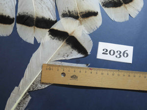 18 Pcs Turkey Tail Feathers, Fly Tying Material,Craft Feathers,Natural Turkey Feathers (2036)