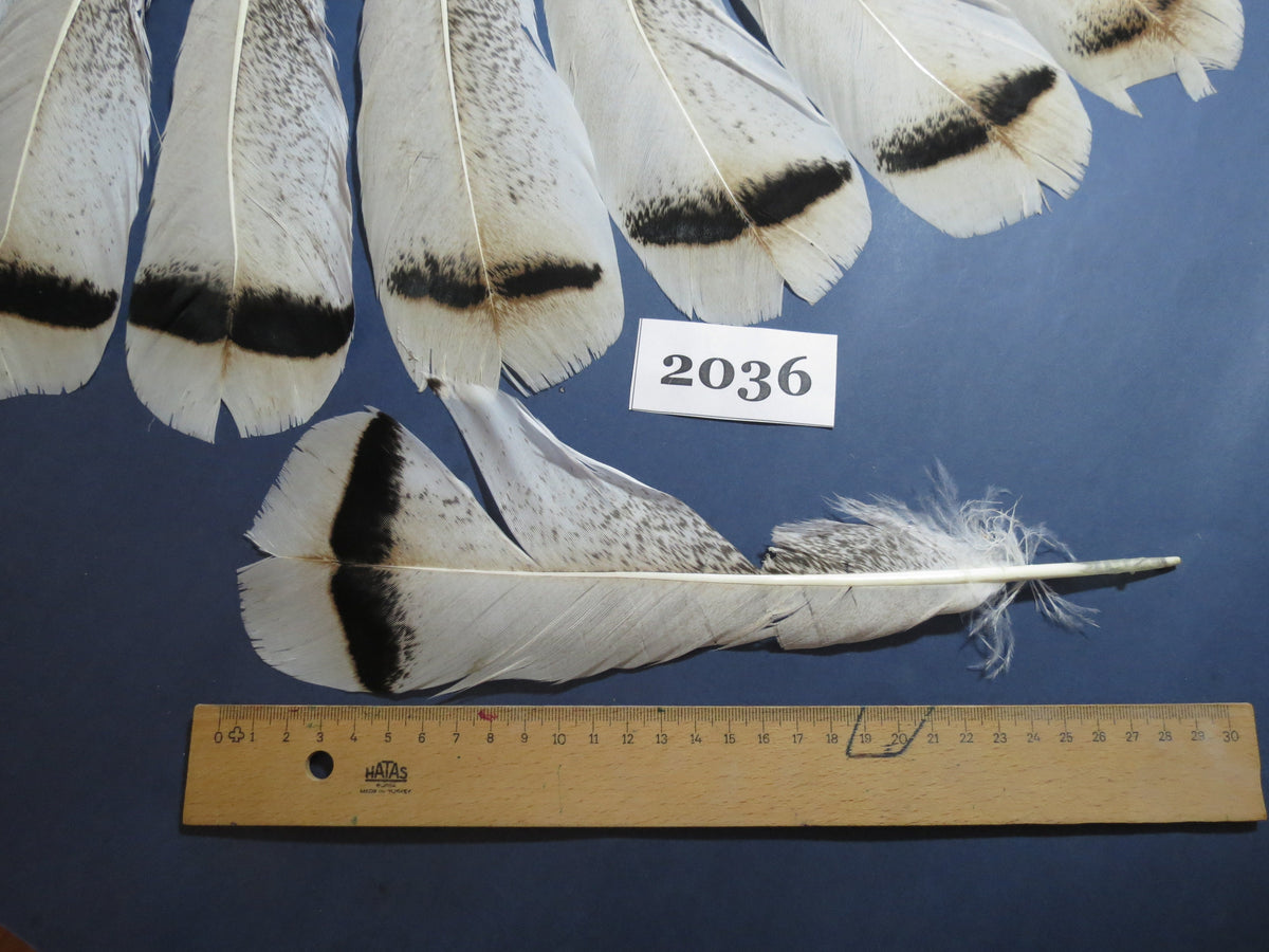 18 Pcs Turkey Tail Feathers, Fly Tying Material,Craft Feathers,Natural Turkey Feathers (2036) DREAMMYFEATHERS
