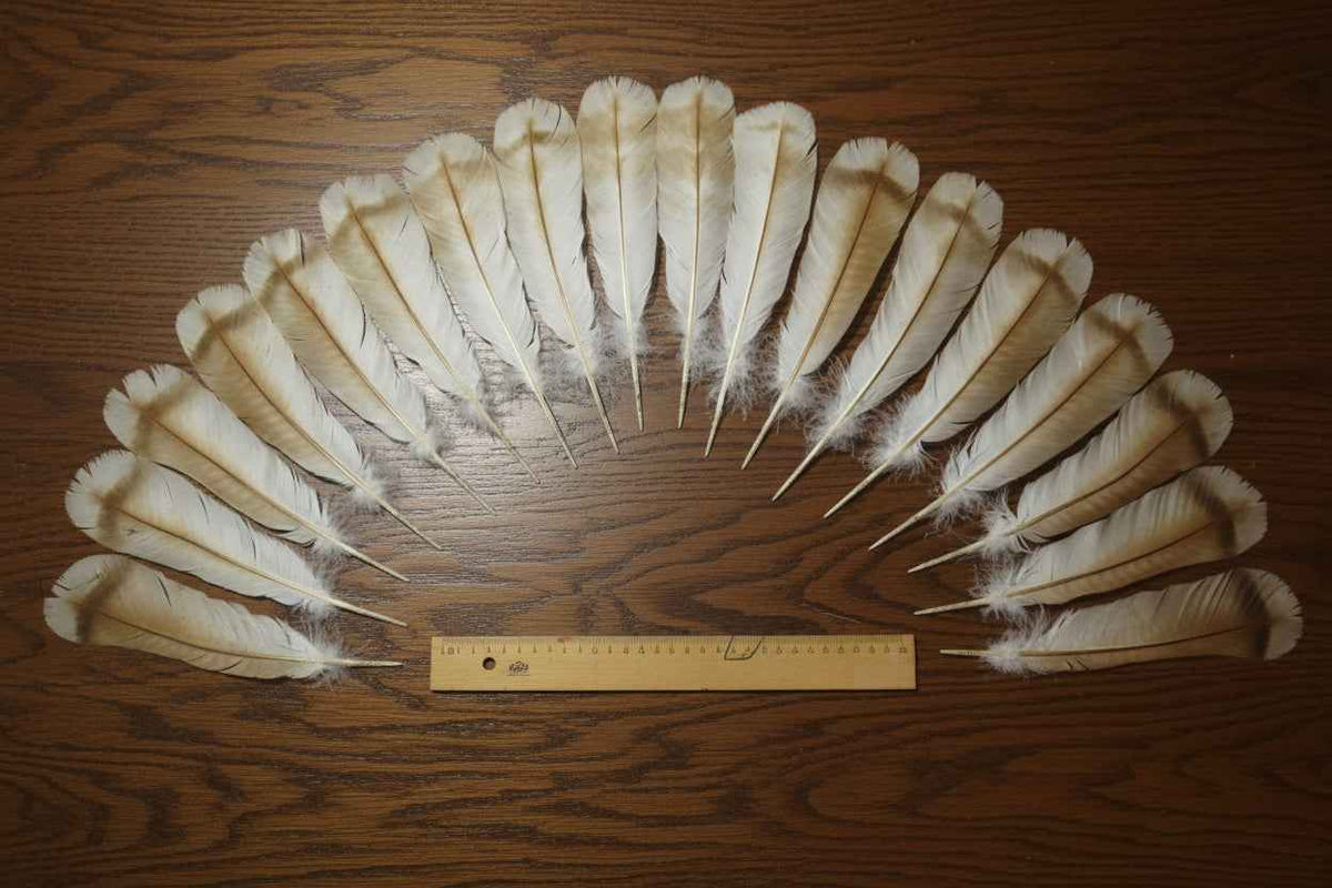 18 Pcs Turkey Tail Feathers, Fly Tying Material,Craft Feathers,Natural Turkey Feathers (2040)