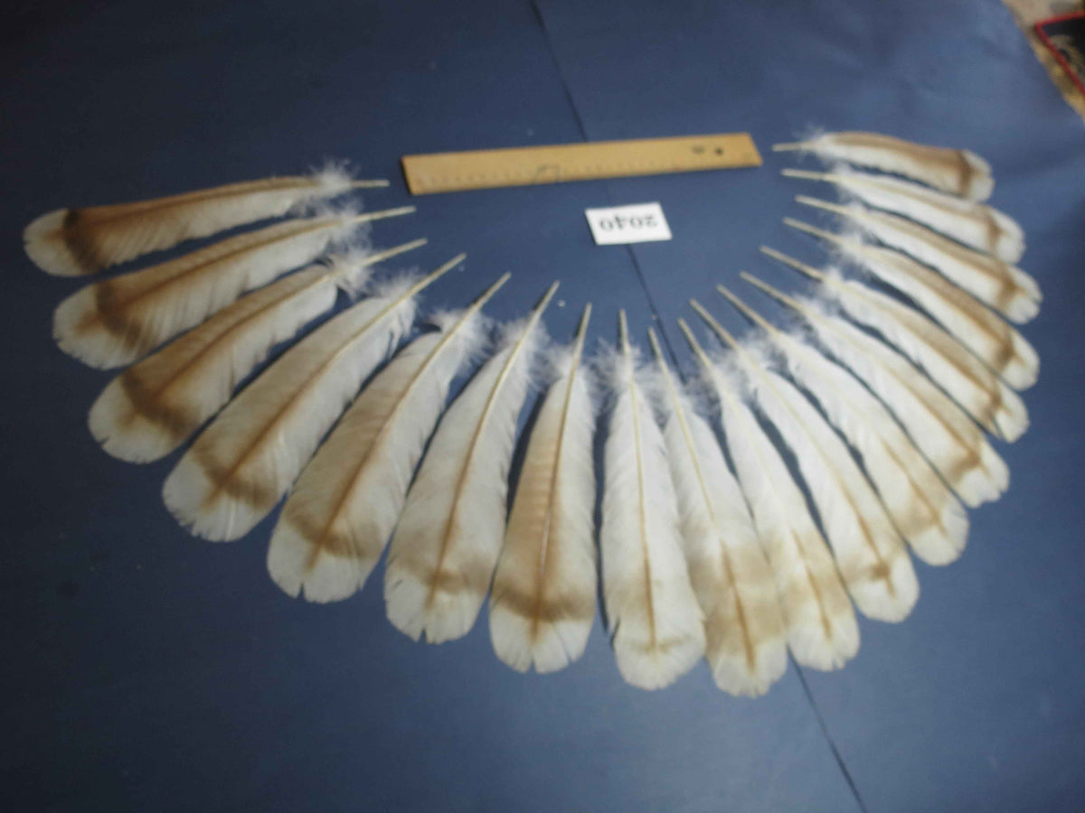 18 Pcs Turkey Tail Feathers, Fly Tying Material,Craft Feathers,Natural Turkey Feathers (2040)