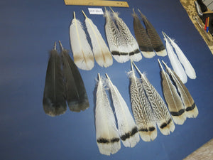 8 Pairs Turkey Feathers, Tail Feathers, Fly Tying Materials, Natural Feathers (AMZ-125)