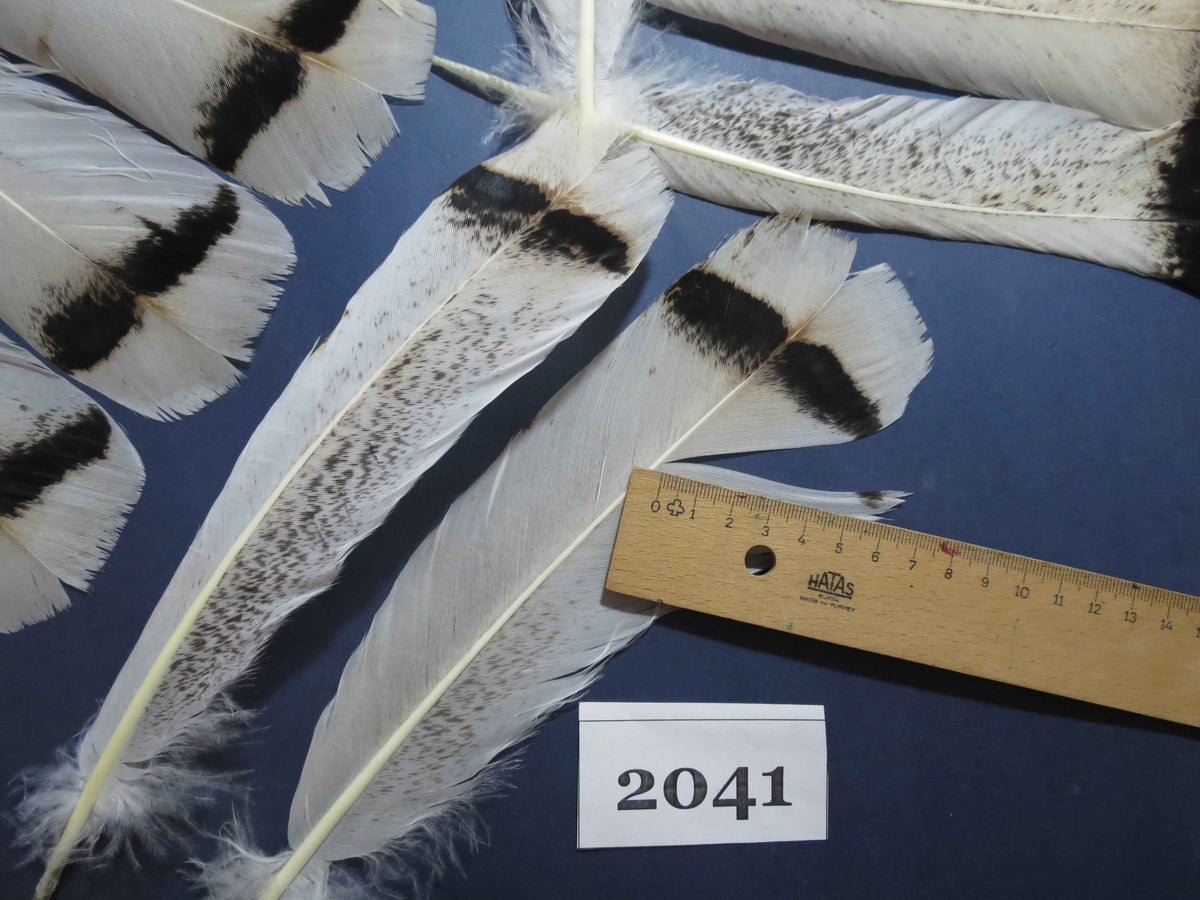 28 Pcs Turkey Tail Feathers, Fly Tying Material,Craft Feathers,Natural Turkey Feathers (2041)