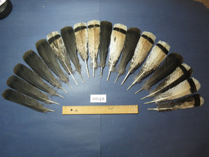 natural turkey feathers