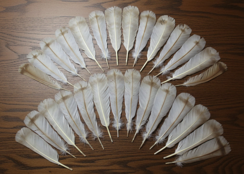 natural turkey feathers