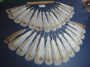 28 Pcs Turkey Tail Feathers, Fly Tying Material,Craft Feathers,Natural Turkey Feathers (2048)