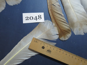 28 Pcs Turkey Tail Feathers, Fly Tying Material,Craft Feathers,Natural Turkey Feathers (2048)