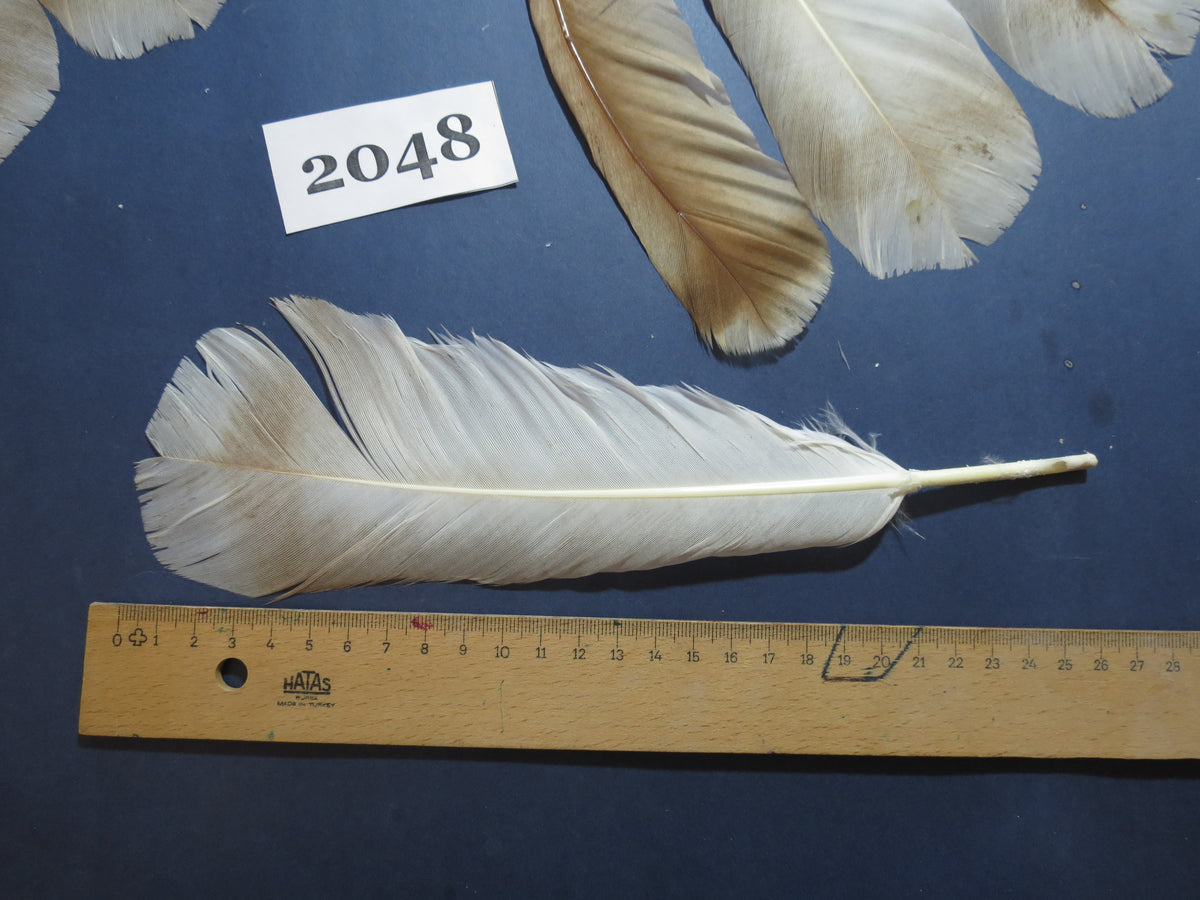 28 Pcs Turkey Tail Feathers, Fly Tying Material,Craft Feathers,Natural Turkey Feathers (2048)