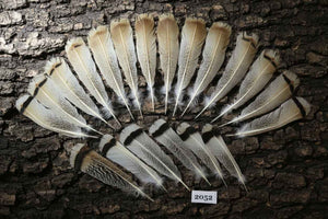 20 Pcs Turkey Tail Feathers, Fly Tying Material,Craft Feathers,Natural Turkey Feathers (2052)