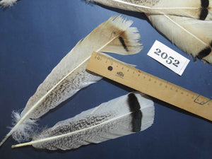 20 Pcs Turkey Tail Feathers, Fly Tying Material,Craft Feathers,Natural Turkey Feathers (2052)