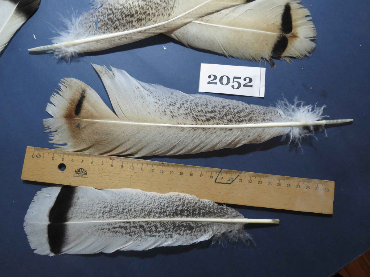 20 Pcs Turkey Tail Feathers, Fly Tying Material,Craft Feathers,Natural Turkey Feathers (2052)