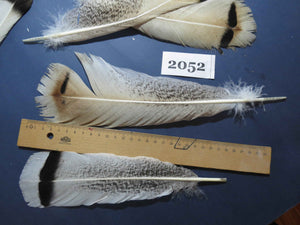 20 Pcs Turkey Tail Feathers, Fly Tying Material,Craft Feathers,Natural Turkey Feathers (2052)