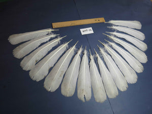 16 Pcs White Turkey Tail Feathers, Turkey Feathers,Fly Tying Material,Craft Feathers,Natural Feathers (W-508)