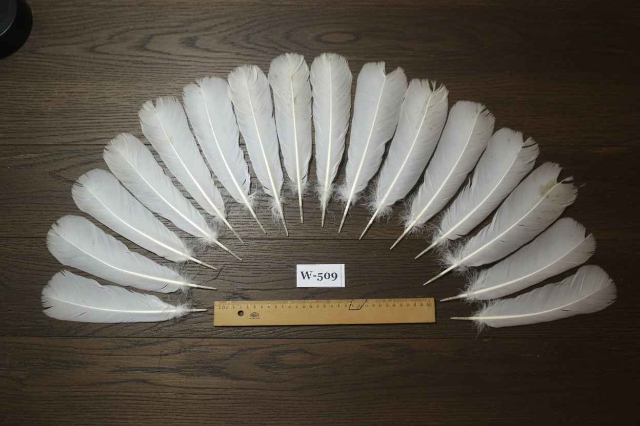 16 Pcs White Turkey Tail Feathers, Turkey Feathers,Fly Tying Material,Craft Feathers,Natural Feathers (W-509)