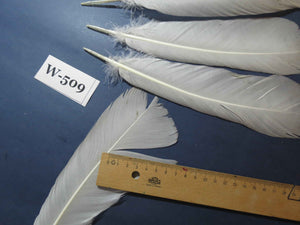 16 Pcs White Turkey Tail Feathers, Turkey Feathers,Fly Tying Material,Craft Feathers,Natural Feathers (W-509)