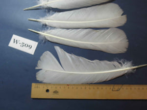 16 Pcs White Turkey Tail Feathers, Turkey Feathers,Fly Tying Material,Craft Feathers,Natural Feathers (W-509)