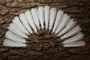 16 Pcs White Turkey Tail Feathers, Turkey Feathers,Fly Tying Material,Craft Feathers,Natural Feathers (W-510)