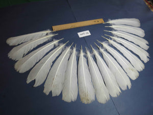 16 Pcs White Turkey Tail Feathers, Turkey Feathers,Fly Tying Material,Craft Feathers,Natural Feathers (W-510)
