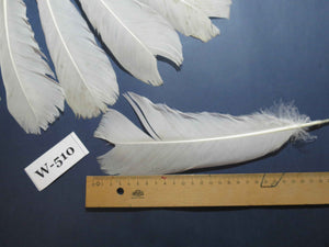 16 Pcs White Turkey Tail Feathers, Turkey Feathers,Fly Tying Material,Craft Feathers,Natural Feathers (W-510)