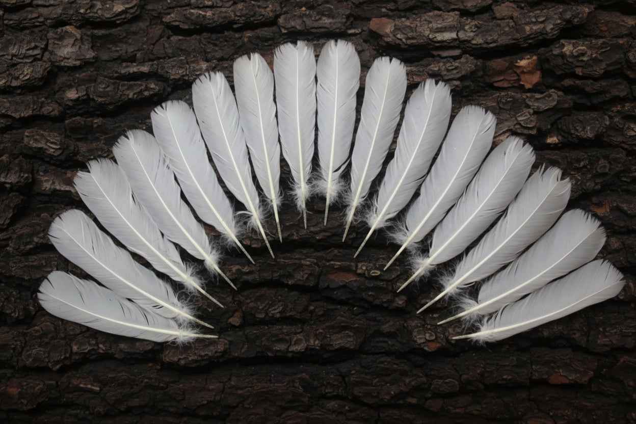 16 Pcs White Turkey Tail Feathers, Turkey Feathers,Fly Tying Material,Craft Feathers,Natural Turkey Feathers (W-513)