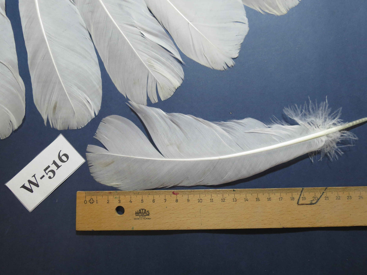 16 Pcs White Turkey Tail Feathers, Turkey Feathers,Fly Tying Material,Craft Feathers,Natural Turkey Feathers (W-516)