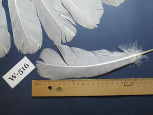 16 Pcs White Turkey Tail Feathers, Turkey Feathers,Fly Tying Material,Craft Feathers,Natural Turkey Feathers (W-516)