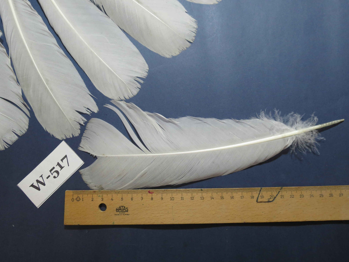 16 Pcs White Turkey Tail Feathers, Turkey Feathers,Fly Tying Material,Craft Feathers,Natural Feathers (W-517)