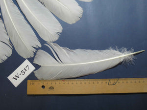 16 Pcs White Turkey Tail Feathers, Turkey Feathers,Fly Tying Material,Craft Feathers,Natural Feathers (W-517)