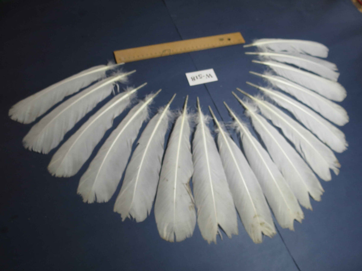 16 Pcs White Turkey Tail Feathers, Turkey Feathers,Fly Tying Material,Craft Feathers,Natural Feathers (W-518)