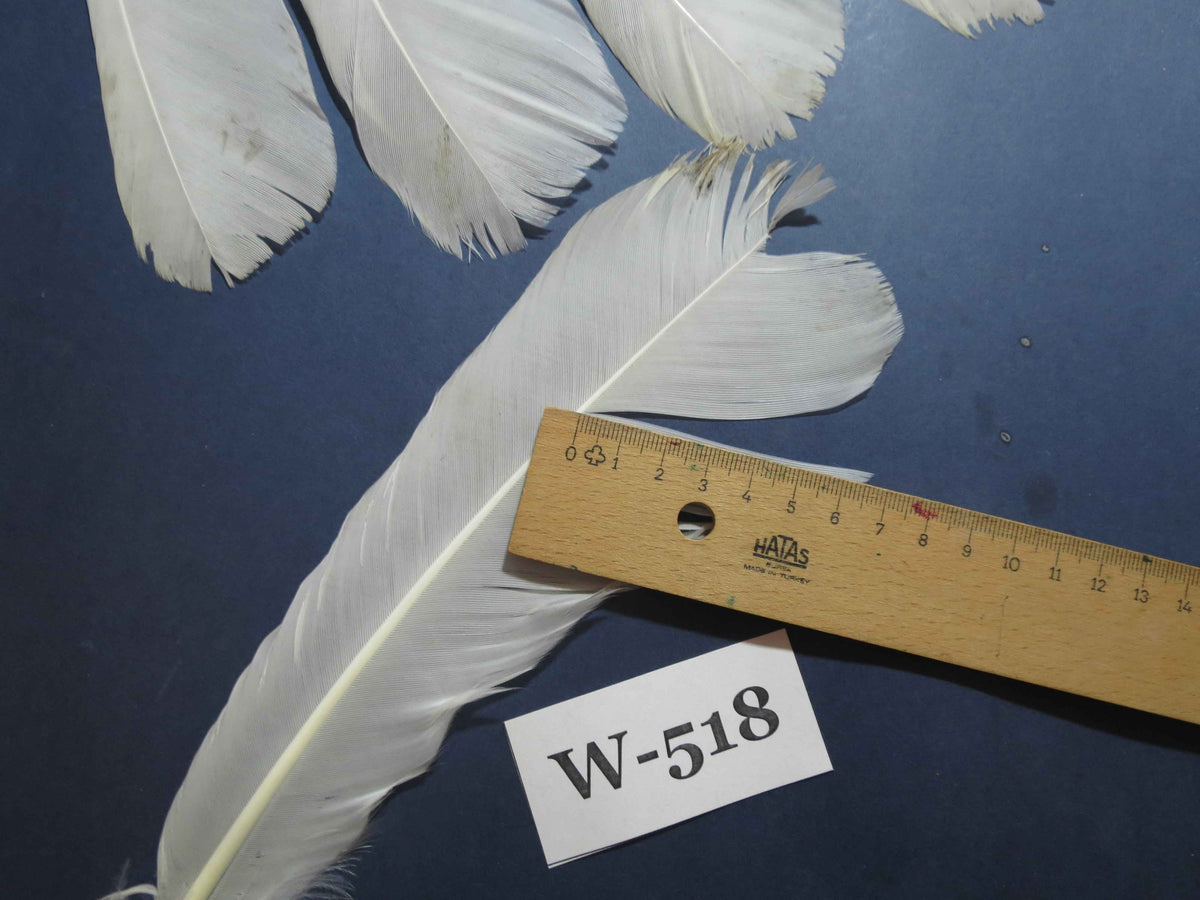 16 Pcs White Turkey Tail Feathers, Turkey Feathers,Fly Tying Material,Craft Feathers,Natural Feathers (W-518)