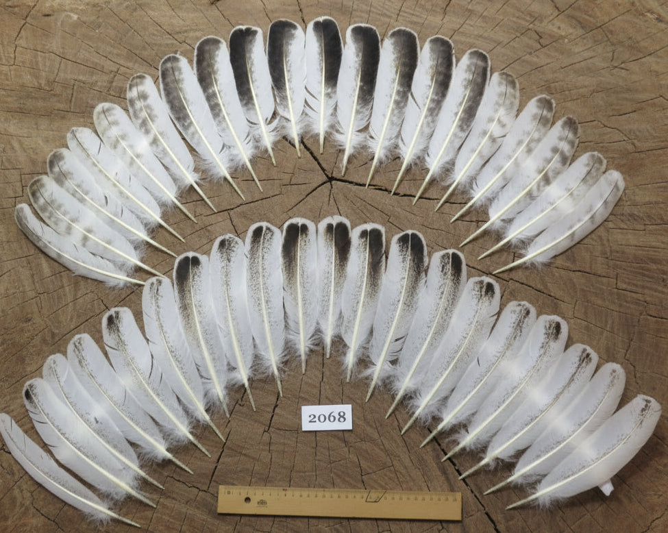 natural turkey feathers