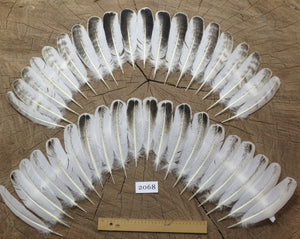 natural turkey feathers