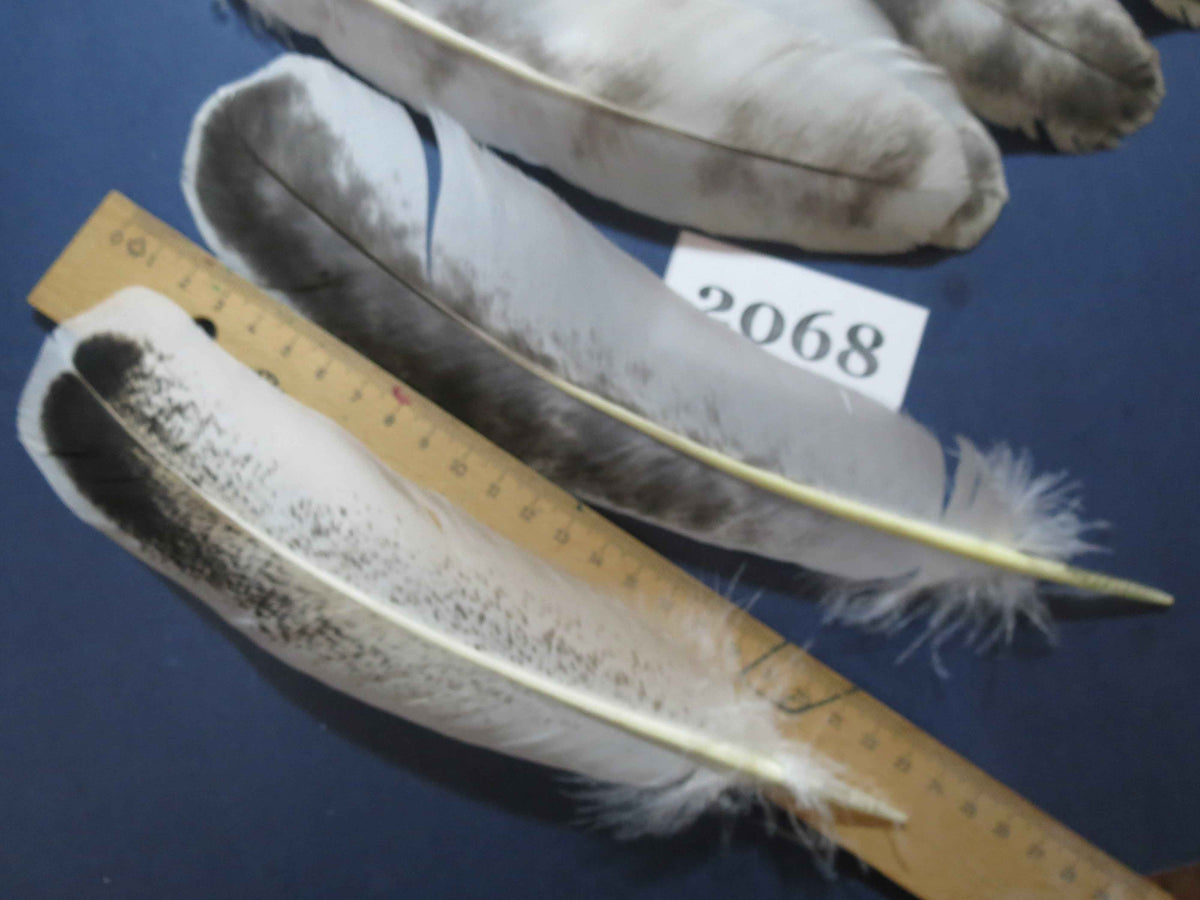 40 Pcs Turkey Wing Feathers, Fly Tying Material,Craft Feathers,Natural Turkey Feathers (2068)