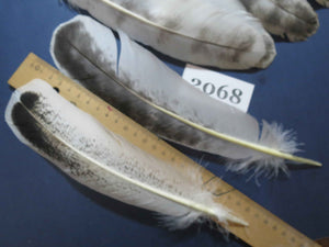 40 Pcs Turkey Wing Feathers, Fly Tying Material,Craft Feathers,Natural Turkey Feathers (2068)